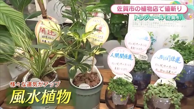 風水植物が並んでいる画像