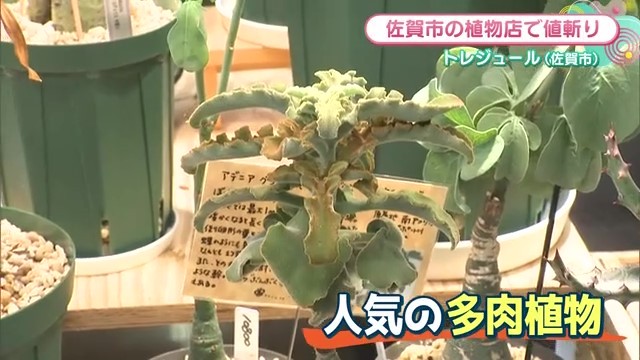 多肉植物