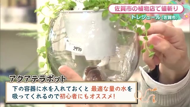 アクアテラポッドに入った植物の画像