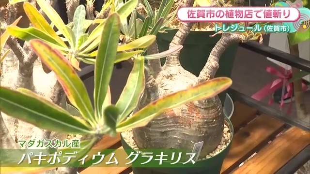 「地を這う植物は人間関係運がアップ」と観葉植物に刺さったPOP