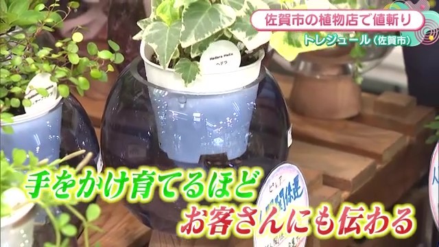 植物背景に「手をかけ育てるほどお客さんにも伝わる」というテロップが入った画像