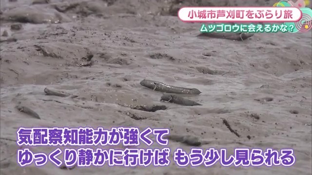 有明海