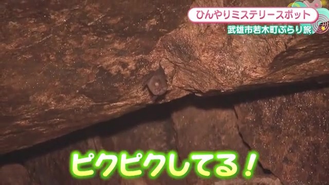天井にぶら下がるコウモリ