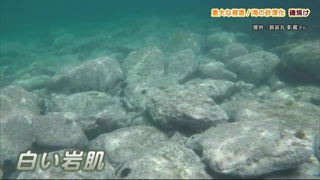 重大な被害！海の砂漠化「磯焼け」に取り組む男性