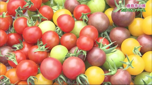 色によって味が違う！とりこになるトマト RICOTOMATO