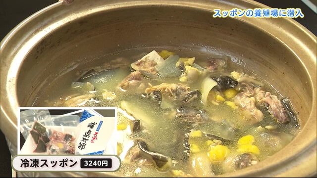 スッポンの養殖場に潜入 スッポンの知名度をあげるためにしていることとは？ 「大和養殖」