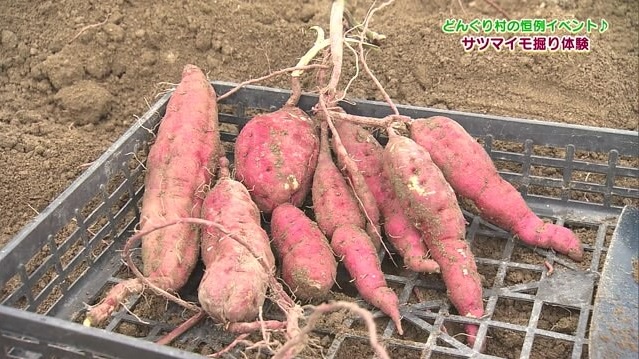 親子で楽しめる大人気イベント！どんぐり村のサツマイモ掘り体験