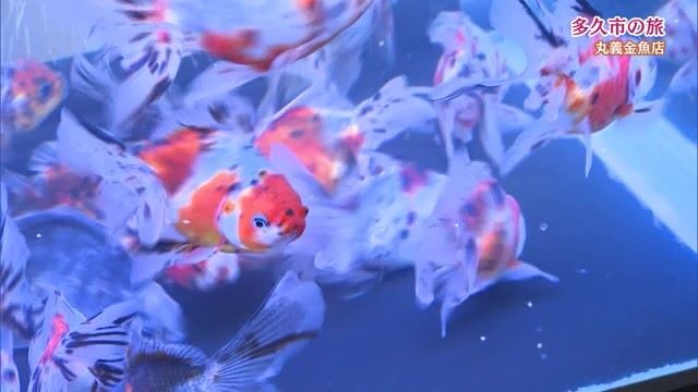 山奥の民家には水槽がいっぱい！「丸義金魚店」