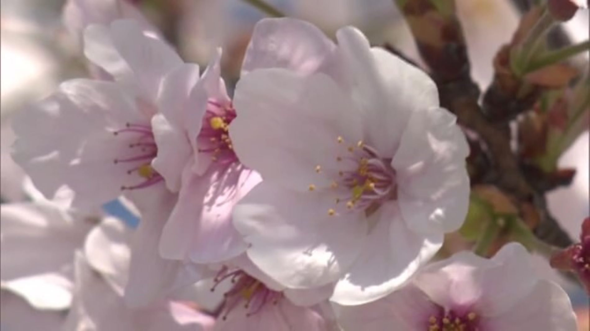 2023年"桜の開花"はいつ！？佐賀の桜情報！