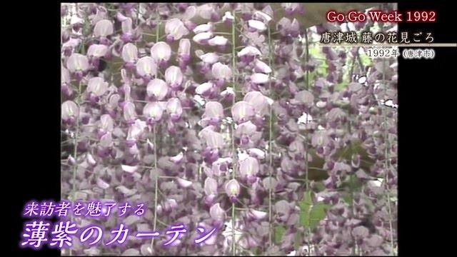 あの日へ時間旅行 花と果実と有明海 満喫GW「唐津城 藤の花見ごろ 」【1992年】