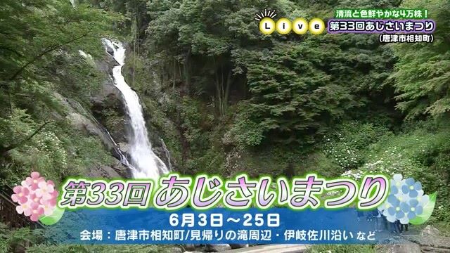 清流と色鮮やかな紫陽花が4万株！第33回あじさいまつり（唐津市相知町）