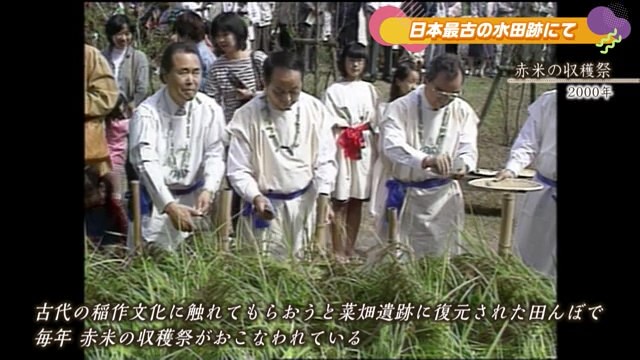 あの日へ時間旅行 日本最古の水田跡にて 菜畑遺跡「赤米の収穫祭」「園児が田植え体験 」唐津市【2000年・2023年】