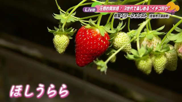 圧倒的開放感♪3世代で楽しめるイチゴ狩り 佐賀市久保田町「佐賀ベリーフォレスト」