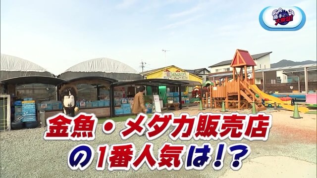 金魚・メダカ販売店の1番人気は？みやき町「花咲くじっちゃま」