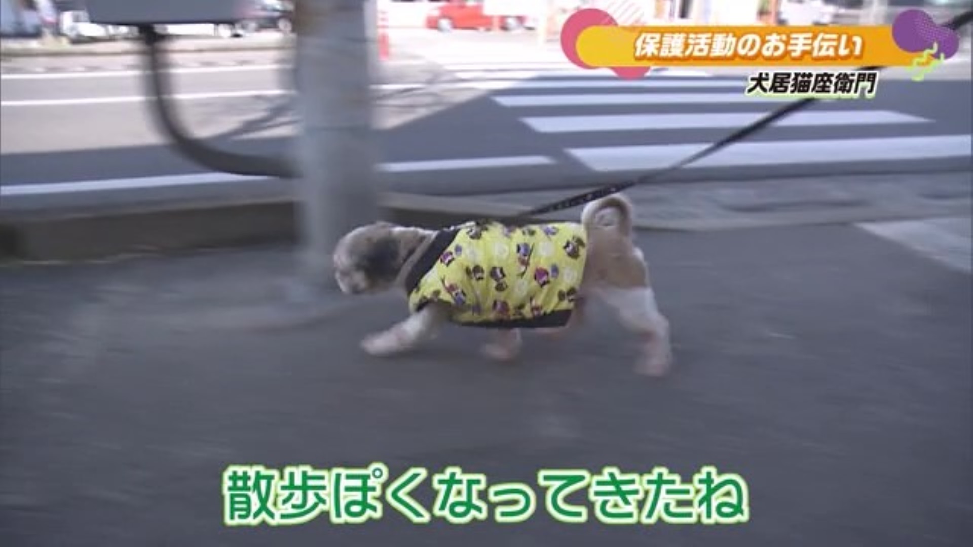 保護犬・保護猫の里親募集なども行うペットショップ！佐賀市「犬居猫座衛門」