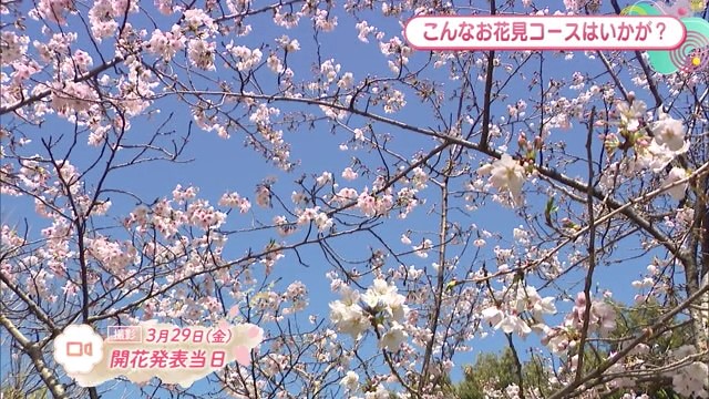 お花見にピッタリ！小城市「小城公園」