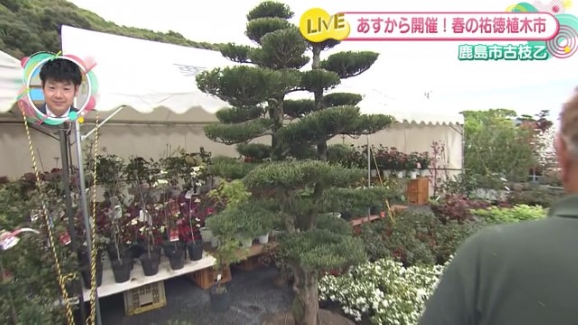 約1万本の植木が並ぶ 植木市「第33回 春の祐徳植木市」