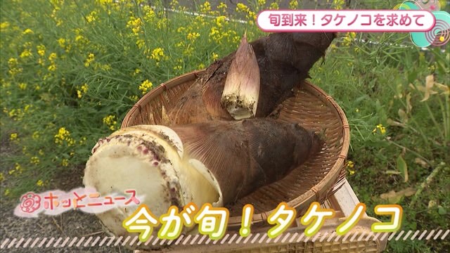 今が旬！タケノコ 佐賀市大和町の「たかしま農園」でタケノコ掘り♪