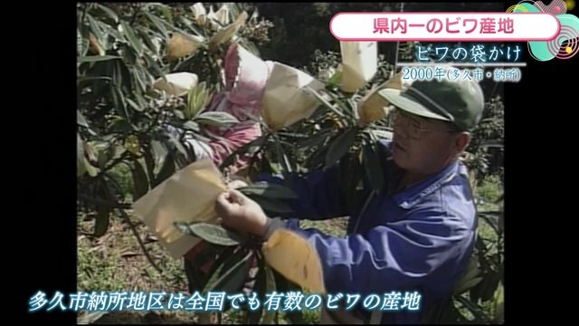 時間旅行EXPRESS 県内一のビワ産地 多久市納所地区でビワの袋かけ作業【2000年】