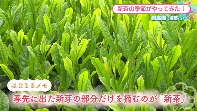 新茶の季節がやってきた！そもそも新茶ってなに？嬉野市「副島園」