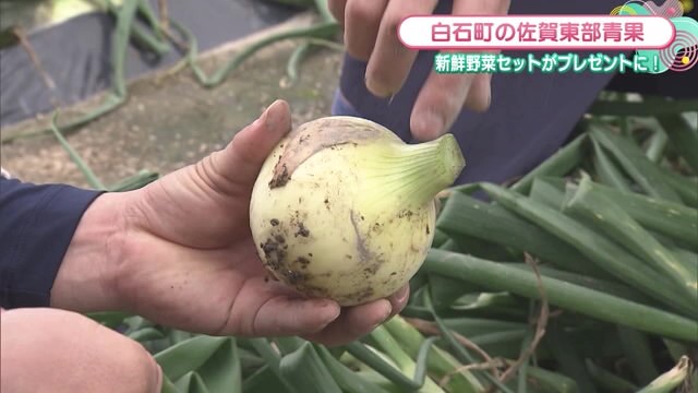 新タマネギの作業をお手伝い！白石町の「佐賀東部青果」