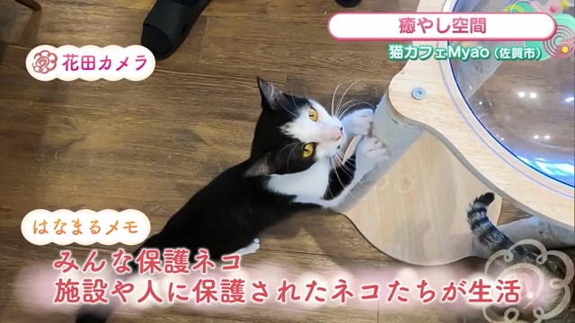 殺処分ゼロへ 保護ネコたちがお出迎え 佐賀市「猫カフェ Myao」