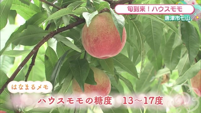 旬到来！唐津市七山のハウスモモ