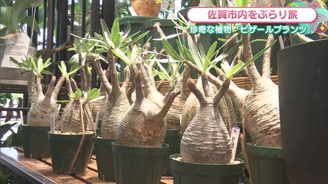 観葉植物やビザールプランツなど！"風水植物"を取り扱うお店「tous les jours」【佐賀市】