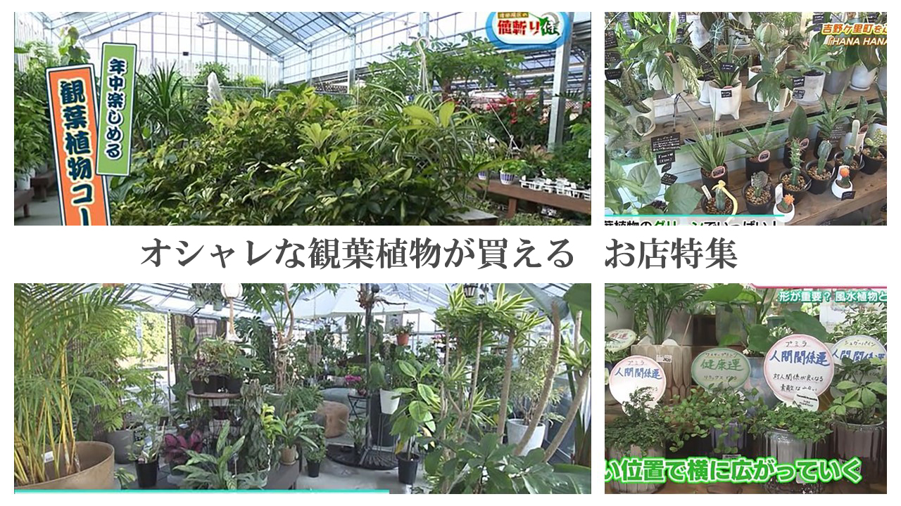 【特集】オシャレな観葉植物が買えるお店特集（小城市・吉野ヶ里町・白石町・佐賀市）