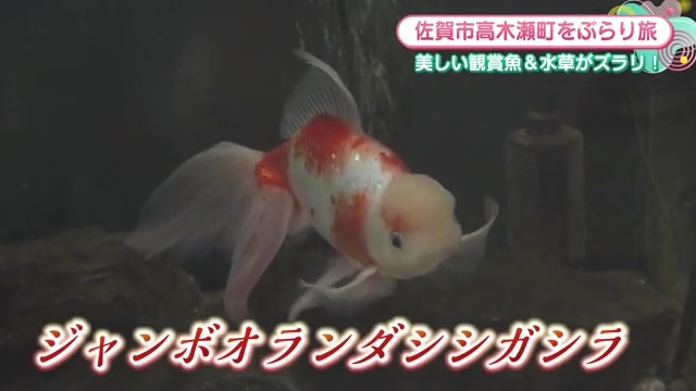 熱帯魚や金魚約200種類！佐賀市「古賀観賞魚センター」