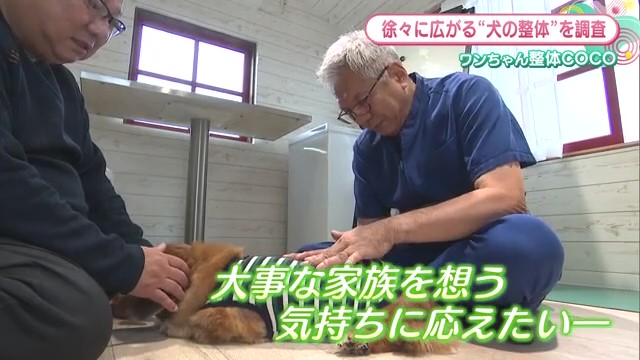 犬が整体する時代！？九州では珍しい犬専門の整体院！佐賀市「ワンちゃん整体COCO」