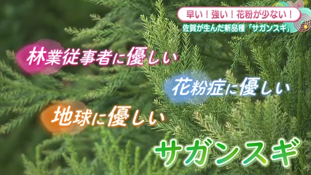 佐賀県が誇る新品種「サガンスギ」環境にも人にも優しい未来の木材