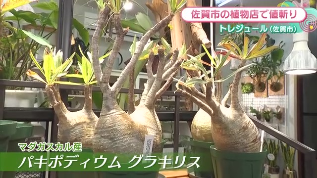 運気アップ！話題の風水植物を探る 佐賀市「トレジュール」