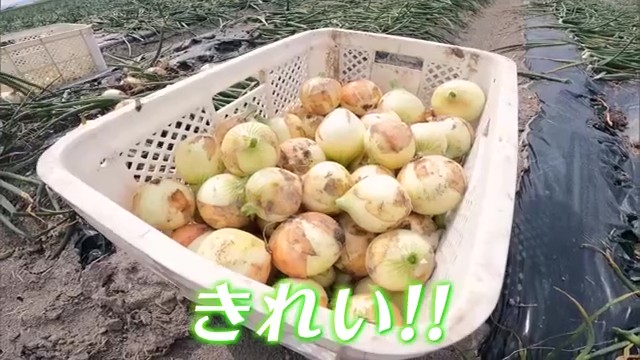 「新タマネギ」の産地 白石町のタマネギ農家へ オススメの食べ方も
