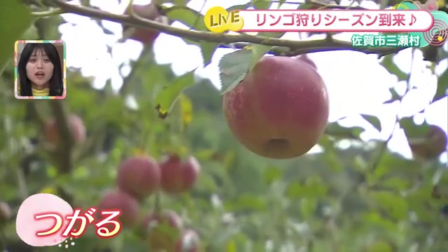 時間無制限の食べ放題！「まるじゅんリンゴ園」で秋のリンゴ狩り！佐賀市三瀬村で味わう20品種の絶品リンゴ