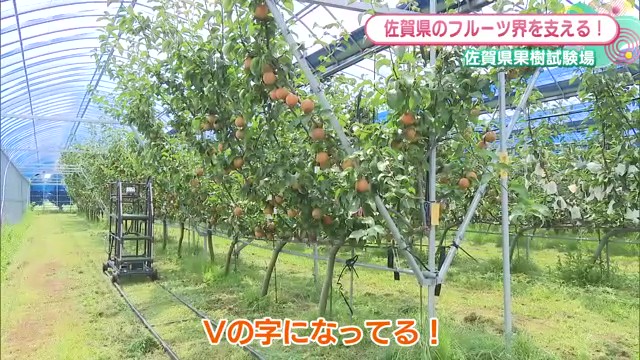 梨の木をV字に？「佐賀県果樹試験場」が挑む新栽培法・18年後の新品種とは