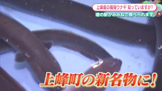 ウナギが上峰町の新名物に！8万人の想いが結実したクラウドファンディング養殖