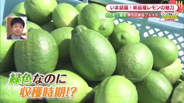 白石町で新品種レモン「璃の雫」誕生！酸味がマイルドで料理にも最適な地域の新たな特産品