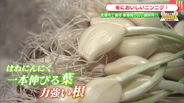 寒い季節にこそ美味しい！佐賀市で育つ「ハネニンニク」と新感覚の白いラー油