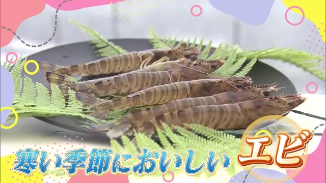 ～寒さが生む極上の車海老～ 「浜崎クルマエビセンター」唐津市 