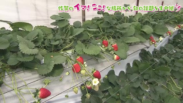 伊万里市「いまりいちごの里」で9品種のいちご狩りを満喫！夜のロマンティックプランも