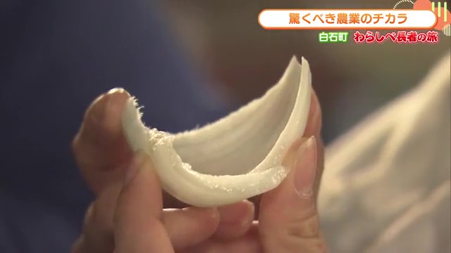 眠らされた佐賀の新玉ねぎが年末に甦る！白石町「株式会社イシクマ」の革新的保存技術に驚き