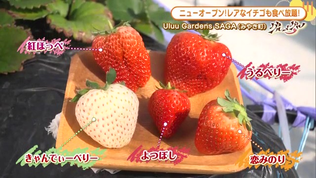 白いちごも食べ放題！今が旬のいちご農園がみやき町にオープン　いちご1パック使用したクレープも必須！