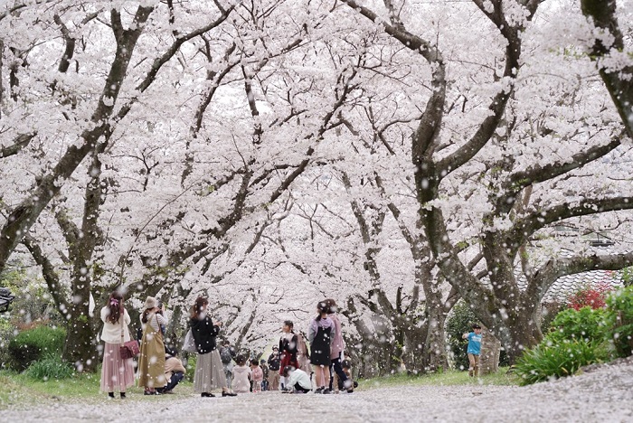 みんなの桜フォトマップ