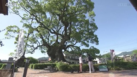 佐賀県とクスノキの関わりとは…？