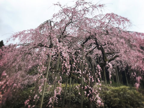 花見に行ってきました☆