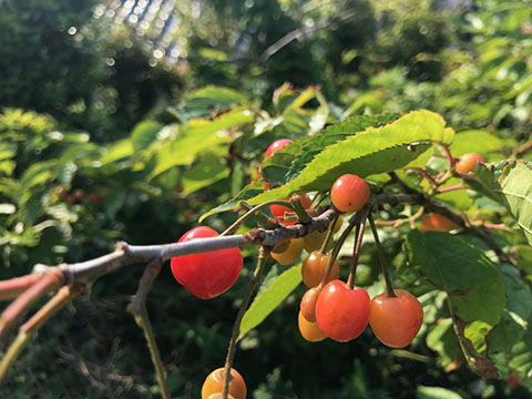 家庭菜園