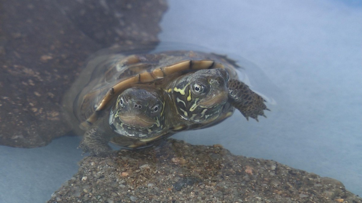 「頭が２つのカメ」を取材！