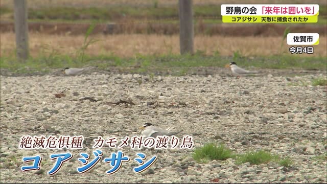 絶滅危惧種の渡り鳥「コアジサシ」のひな 天敵に捕食されたか 野鳥の会「来年は囲いを」【佐賀県】