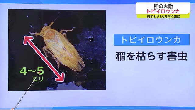 稲の大敵トビイロウンカ 今年は１カ月早く飛来確認 防除のポイントは